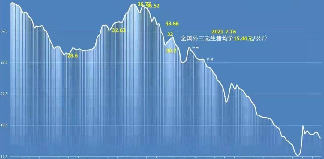 东北今日猪价最新动态分析