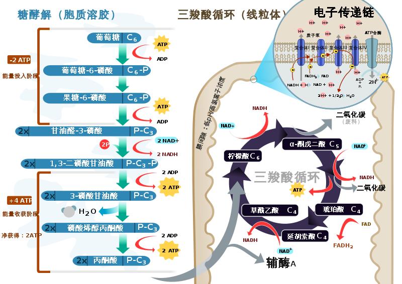 最新病毒——人类面临的挑战与应对策略